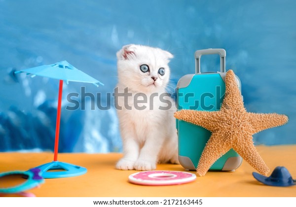 Scottish fold kitten sits\
near a suitcase in anticipation of a summer vacation. A cute cat\
sits near luggage and a starfish. Summer travel concept with\
animal.