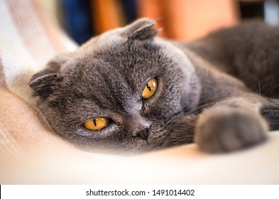 Photos Images Et Photographies De Stock De Scottishfold