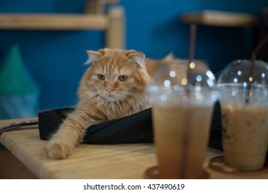 Scottish Fold Long Hair Cat Sitting On The Table With Coffee And Tea