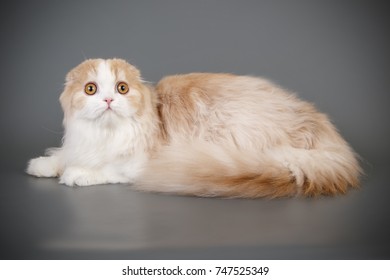 Scottish Fold Longhair Cat Stock Photo 747525349 