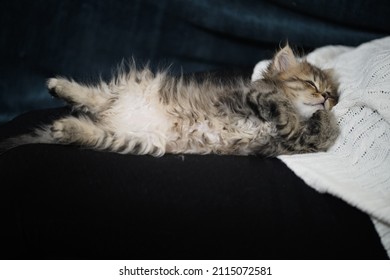 Scottish fold longhair kitten. Highland at home tenderly sleping at sofa with human hands