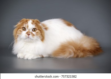 1,373 Scottish fold longhair Images, Stock Photos & Vectors | Shutterstock