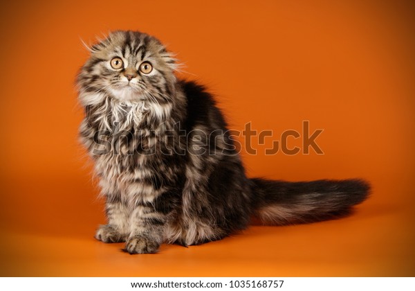Scottish Fold Longhair Tabby Kitten Royalty Free Stock Image