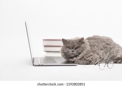 A Scottish Fold Lovely Cat Using Laptop Computer In Studio 