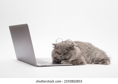 A Scottish Fold Lovely Cat Using Laptop Computer In Studio 