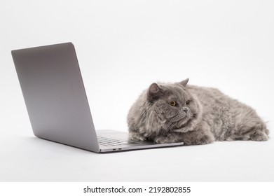 A Scottish Fold Lovely Cat Using Laptop Computer In Studio 