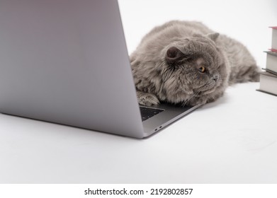 A Scottish Fold Lovely Cat Using Laptop Computer In Studio 