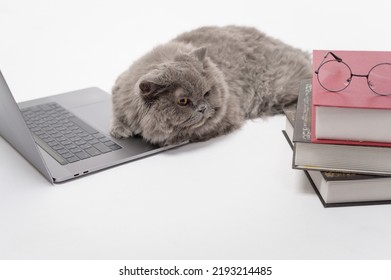 A Scottish Fold Lovely Cat Using Laptop Computer In Studio 