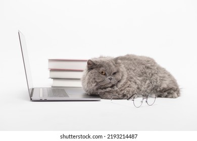 A Scottish Fold Lovely Cat Using Laptop Computer In Studio 