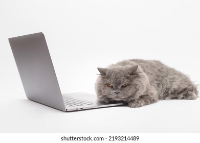 A Scottish Fold Lovely Cat Using Laptop Computer In Studio 