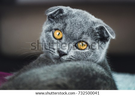 Scottish Fold Male Cat