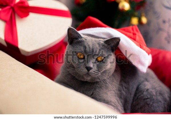 Scottish Fold Mixed British Shorthair Cat Stock Photo Edit Now