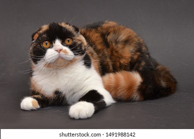 Scottish Fold Purebreed Female Calico Color Stock Photo 1491988142   Scottish Fold Purebreed Female Calico 260nw 1491988142 