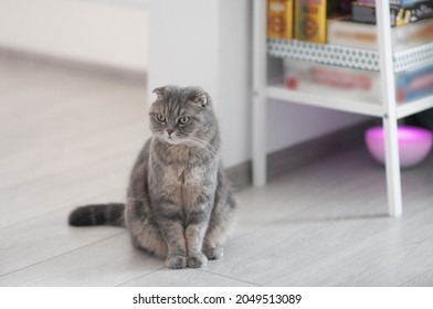 A Scottish Fold Shorthair cat sits on a parquet floor. Behind her is a shelf and a lamp. Also, board games.