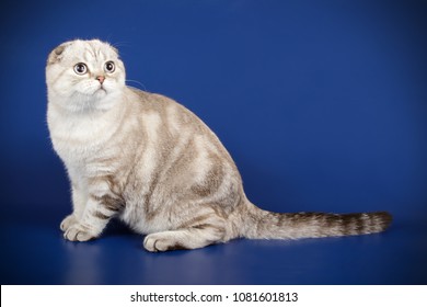 Scottish Fold Shorthair Silver Tabby Cat Stock Photo 1081601813 ...