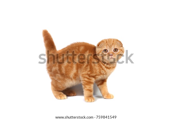 Scottish Fold Small Baby Cat Red Stock Photo Edit Now 759841549