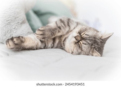 Scottish fold tabby cat lying on the couch at home.