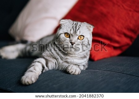 Scottish fold tabby cat lying on the couch at home                             