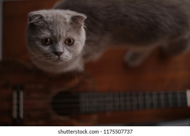 Scottish Fold with Ukelele