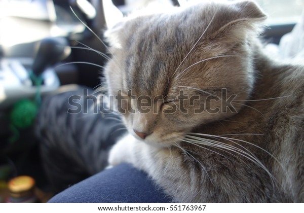 The Scottish fold\
which takes a nap by car