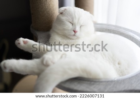 A Scottish fold white cat sleeps in his cozy bed.