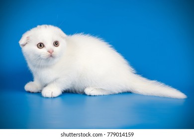 Scottish Fold White Kitten