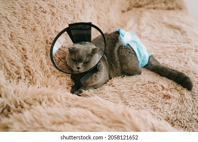 Scottish Fold-eared Cat Is Lying On The Sofa In A Plastic Collar After Surgery. Cat In A Diaper. Catheter For Ivs Is Installed On The Paw. Treatment Of Urolithiasis.