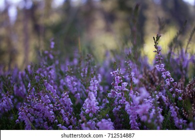 Scottish Heather