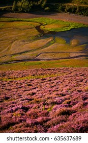 Scottish Heather  -  Beautiful Landscape.