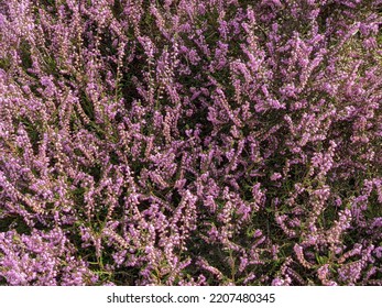 Scottish Heather In Full Bloom