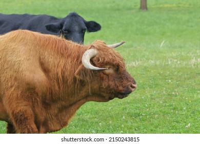 12,377 Hairy bull Images, Stock Photos & Vectors | Shutterstock
