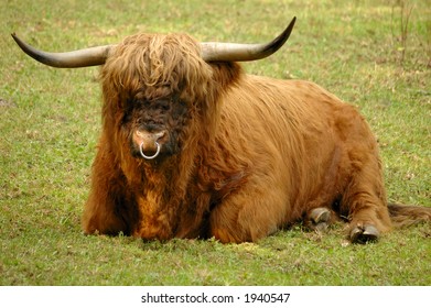 Walking Highland Cow Dutch Nature Reserve Stock Photo 101527051 ...