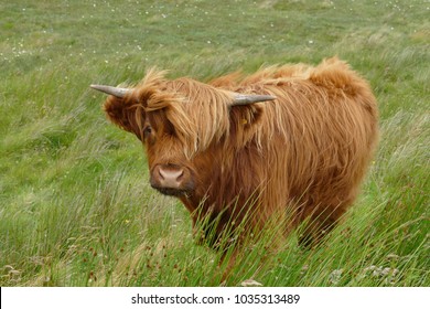 Highland Cattle Bull Head Shoulders Looking Stock Photo 279078302 ...