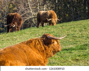 Scottish Highland Cattle Stock Photo 1261008910 | Shutterstock