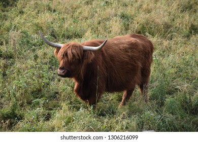 Tibetan Black Yak Grazing Resting Stock Photo (Edit Now) 284421644