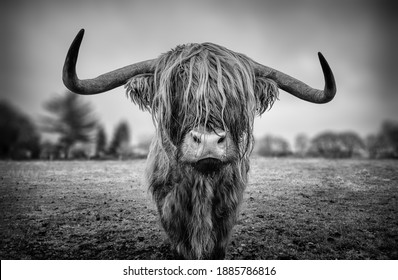Scottish highland cattle as black and ewhite image