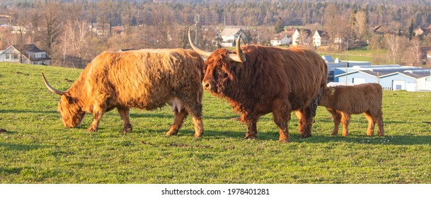 Scottish highland cattle bread cow on the swiss farm - Powered by Shutterstock