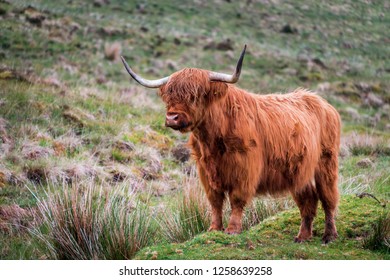 Scottish Highland Cattle Bull Big Horns Stock Photo 1258639258 ...
