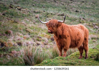 Scottish Highland Cattle Bull Big Horns Stock Photo 1258639261 ...