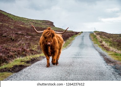 Scottish Highland Cattle bull with big horns stands on a street in Scottish Highlands, Scotland, Great Britain