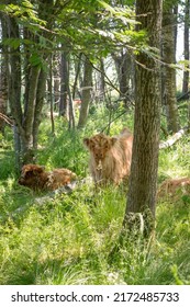 Scottish Highland Cattle Calfs In Meadow Forest. Hairy, Cute, Fluffy, Beautiful Baby Mountain Cow In Pasture Looking For A Shadow. Animals Chewing Grass And Resting. Summer Season