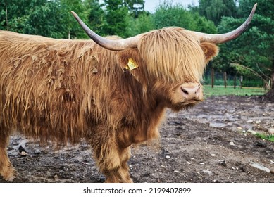 Scottish Highland Cattle Close Side View Stock Photo 2199407899 ...