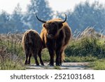 Scottish Highland cattle. Cow feeding her calf. Free range. Netherlands.