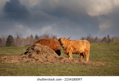 Scottish Highland Cattle Feeding In A Farm Field In Spring In Canada