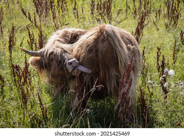 Scottish Highland Cattle In Laughable Position Showing Anus While Using Tongue Towards Its Back. 