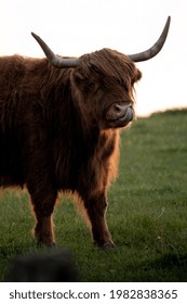 Scottish Highland Cattle Licks Its Mouth