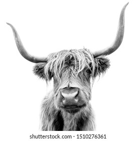 Scottish Highland Cattle on white background. - Shutterstock ID 1510276361