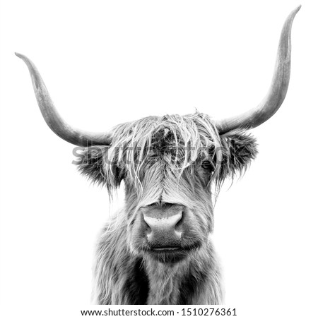 Scottish Highland Cattle on white background.
