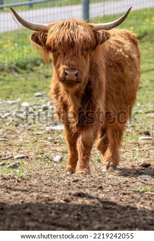 Similar – Young cattle Cattle Calf