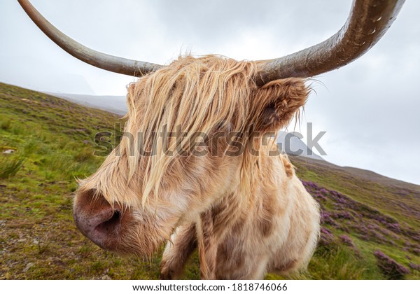 Scottish Highland Cow Cattles Long Horns Stock Photo 1818746066